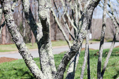 Amelanchier × lamarckii