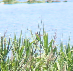 Acrocephalus orientalis