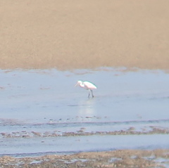 Egretta eulophotes