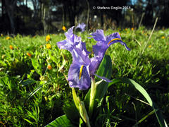 Iris planifolia