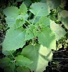 Physalis