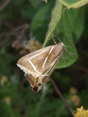 Chalciope delta