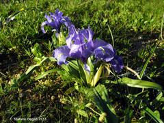 Iris planifolia