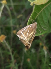 Chalciope delta