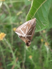 Chalciope delta