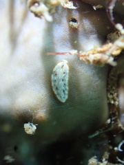 Bulaceros porcellanus