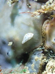 Bulaceros porcellanus