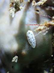 Bulaceros porcellanus
