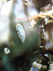 Bulaceros porcellanus