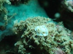 Bulaceros porcellanus