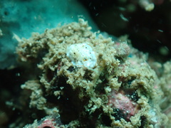 Bulaceros porcellanus