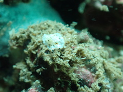 Bulaceros porcellanus