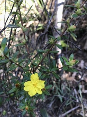 Hibbertia bracteata