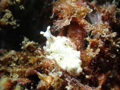 Bulaceros porcellanus