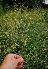 Bromus inermis