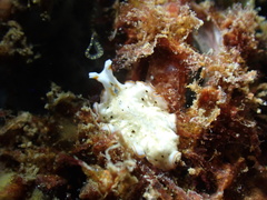 Bulaceros porcellanus