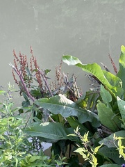 Rumex aquaticus