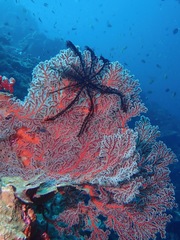 Chironephthya