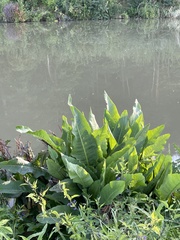 Rumex aquaticus