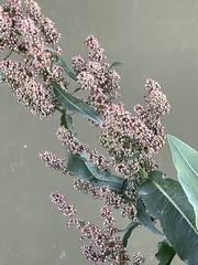 Rumex aquaticus