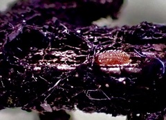 Eriococcus