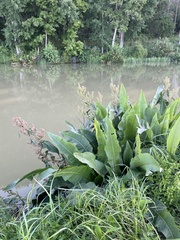 Rumex aquaticus