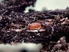 Eriococcus