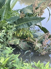 Rumex aquaticus