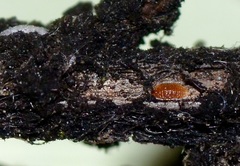 Eriococcus