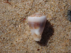 Conus papilliferus