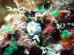 Bulaceros porcellanus