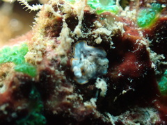 Bulaceros porcellanus