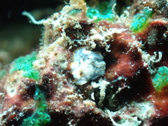 Bulaceros porcellanus