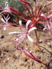Brunsvigia striata
