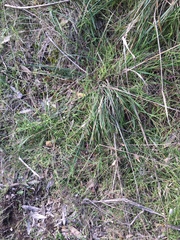 Austrostipa flavescens