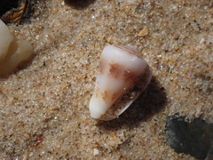 Conus papilliferus