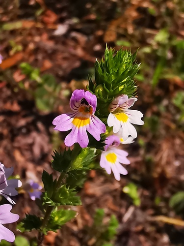 Euphrasia maximowiczii iNat (2)