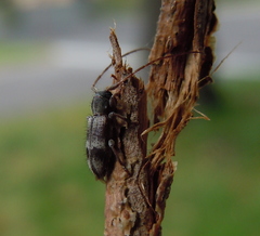 Exocentrus lusitanus