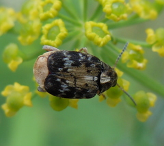 Megabruchidius dorsalis