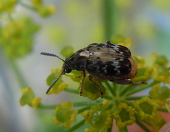 Megabruchidius dorsalis