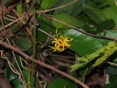 Toxocarpus wightianus