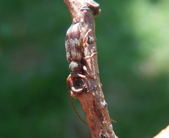 Exocentrus lusitanus