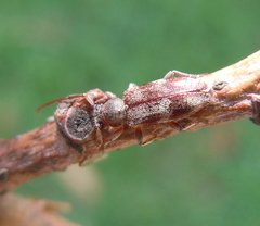 Exocentrus lusitanus