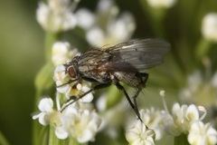 Anthomyia liturata