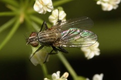 Anthomyia liturata