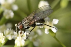 Anthomyia liturata