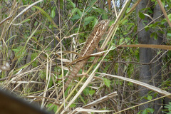 Furcifer lateralis