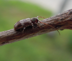 Exocentrus lusitanus