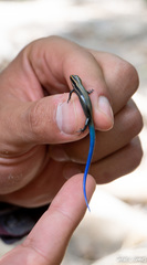 Plestiodon callicephalus