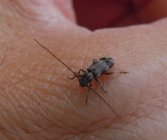 Exocentrus lusitanus